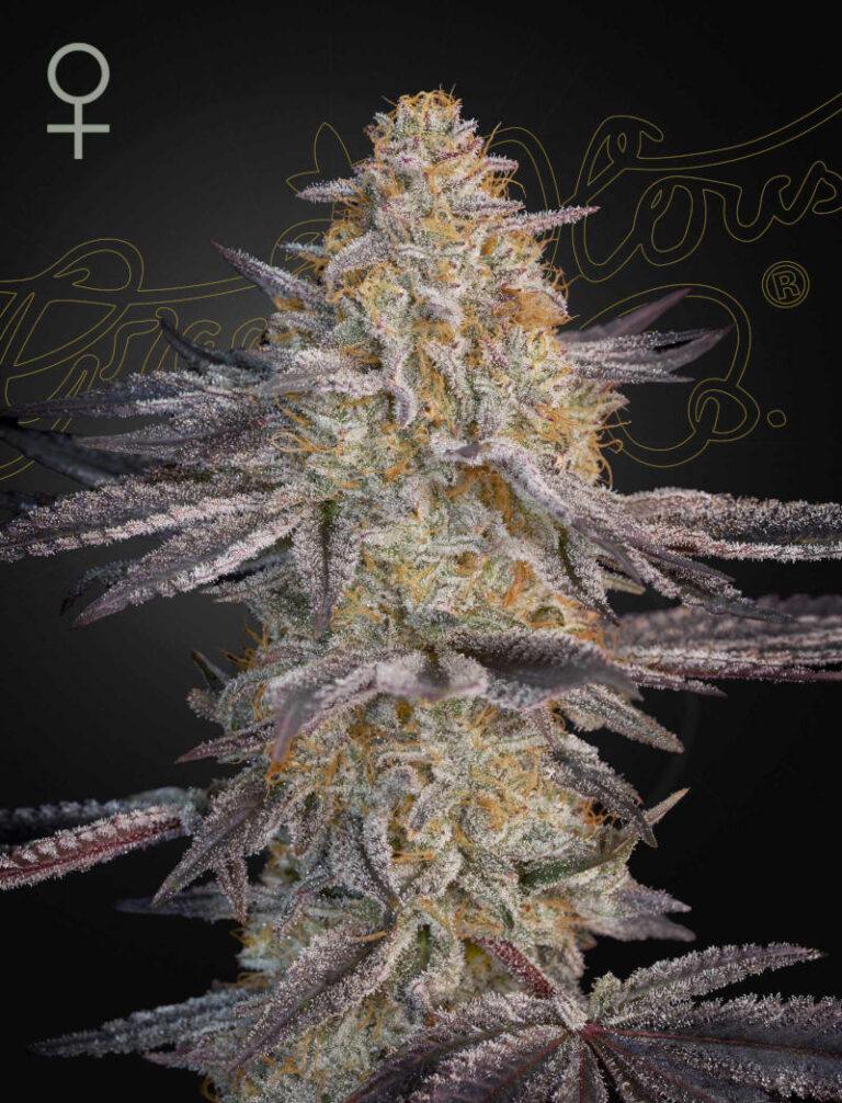 a cannabis plant grown from Super Lemon Haze x RS11 seeds by Green House company