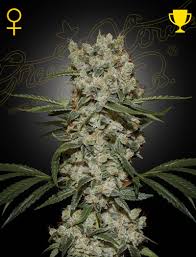 a cannabis plant grwon from Super Silver Haze seeds by Green House