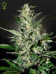 a cannabis plant grown from super critical auto seeds by GH