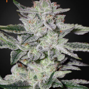 a cannabis plant grown from Sweet Valley Kush seeds by green house