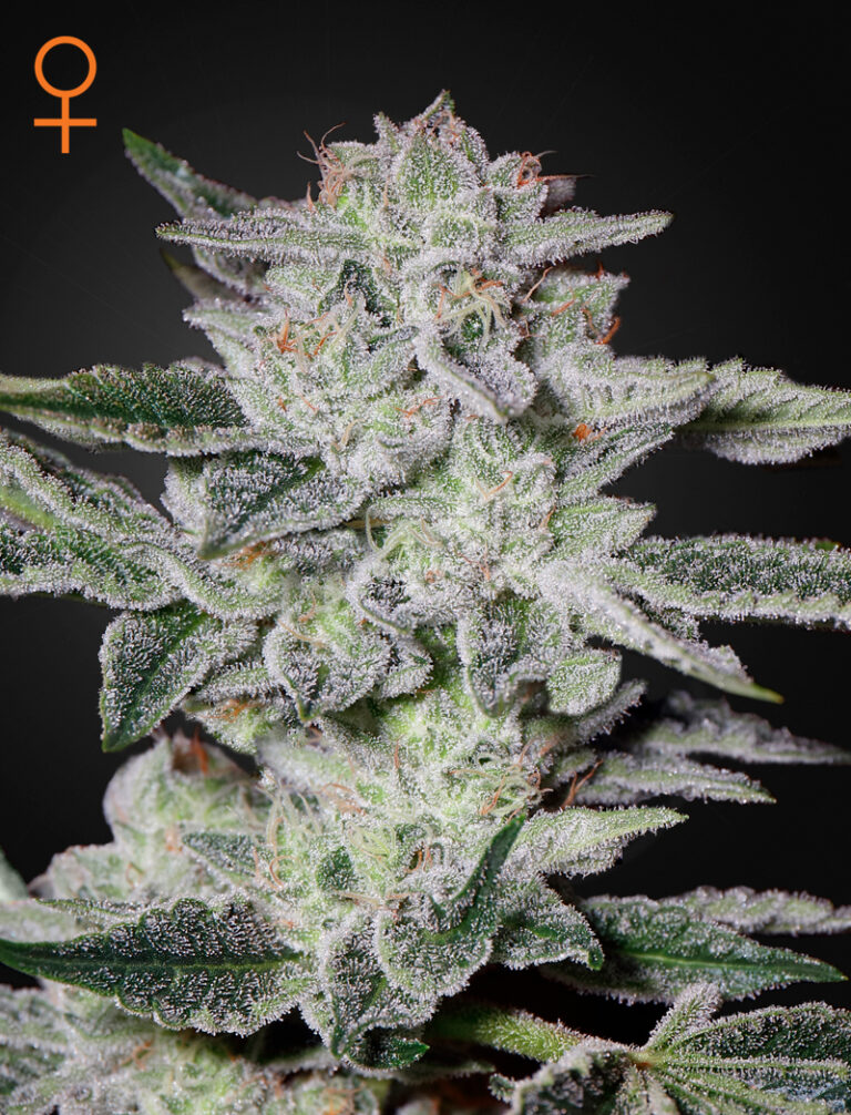 a cannabis plant grown from Sweet Valley Kush seeds by green house