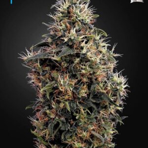 a cannabis plant grown from sweet mango auto by Green House