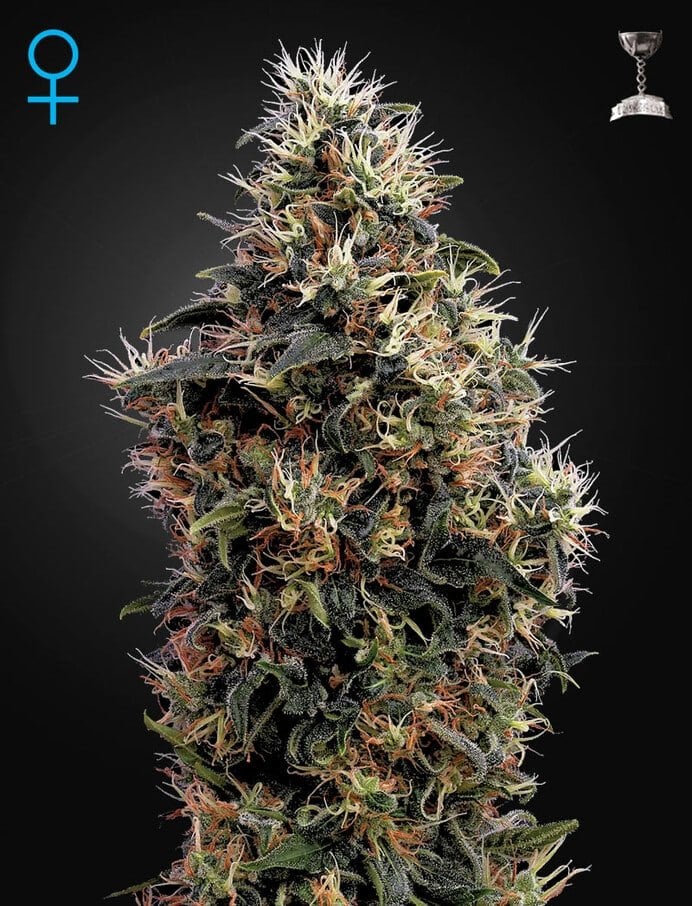 a cannabis plant grown from sweet mango auto by Green House