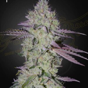 a cannabis plant grown from Tarte Tatin seeds by green house