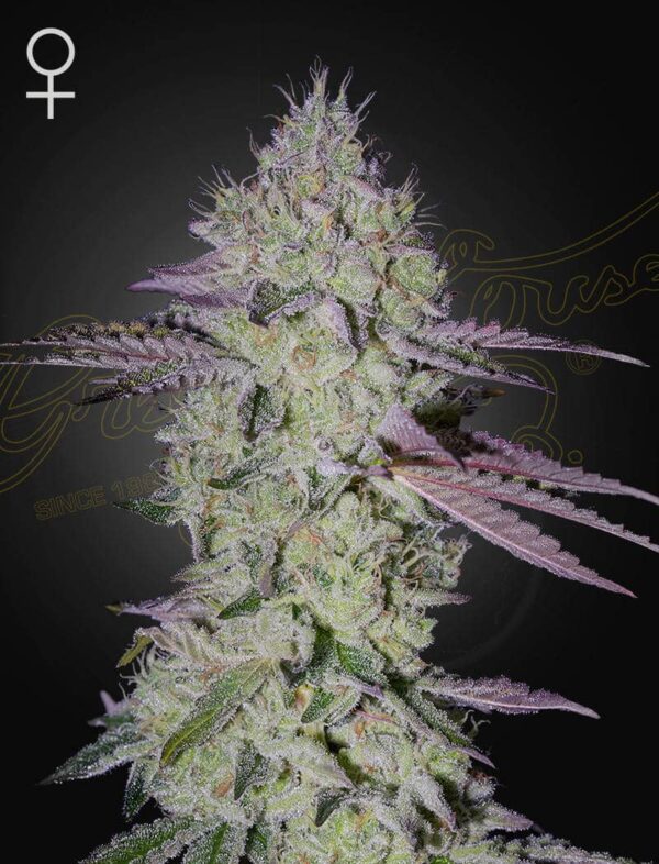 a cannabis plant grown from Tarte Tatin seeds by green house