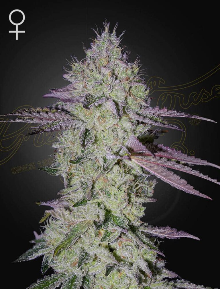 a cannabis plant grown from Tarte Tatin seeds by green house