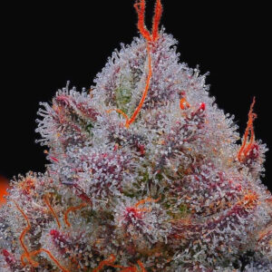 a cannabis plant from black xupet from r kiem seed