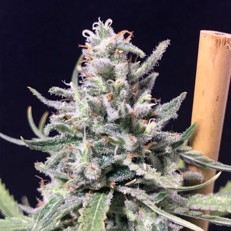 A cannabis plant from thunder auto sedds by R-kiem.