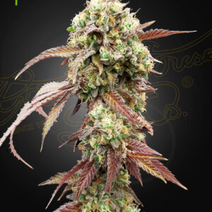 a cannabis plant grown from west coast og gelato by GH