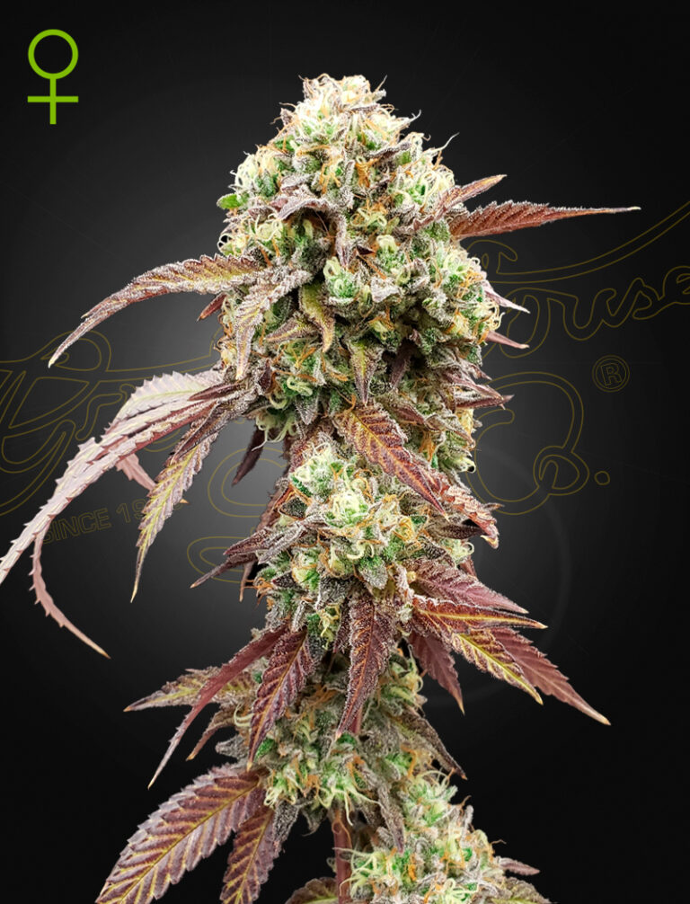 a cannabis plant grown from west coast og gelato by GH