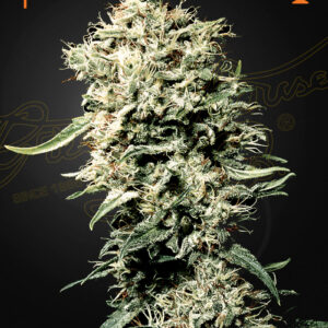 a cannabis plant grown from White Rhino seeds by Green House