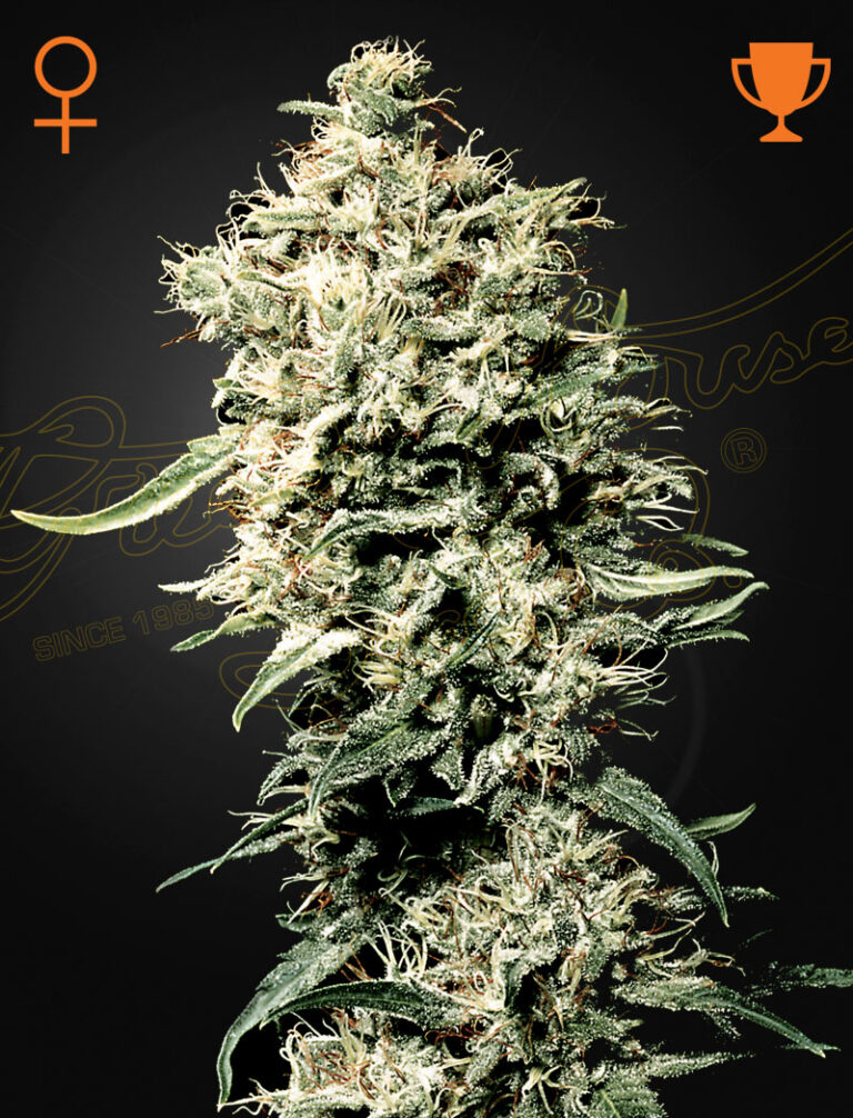 a cannabis plant grown from White Rhino seeds by Green House