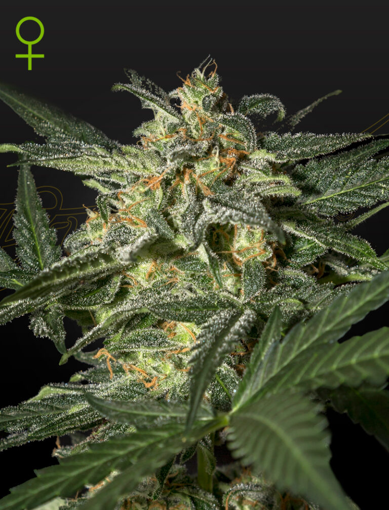 a cannabis plant grwon from white widow seeds by GH