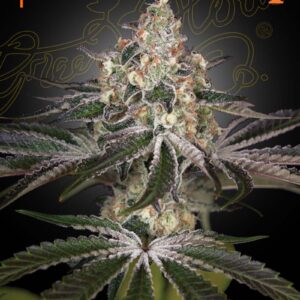 a cannabis plant grown from White Widow seeds by green house
