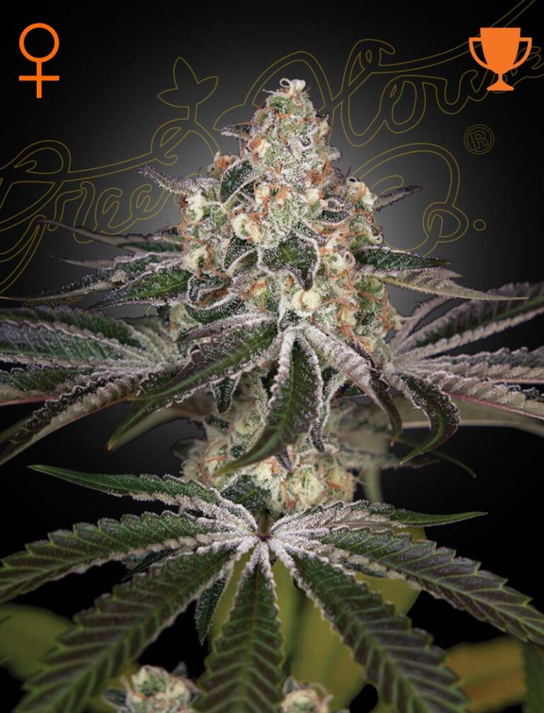 a cannabis plant grown from White Widow seeds by green house