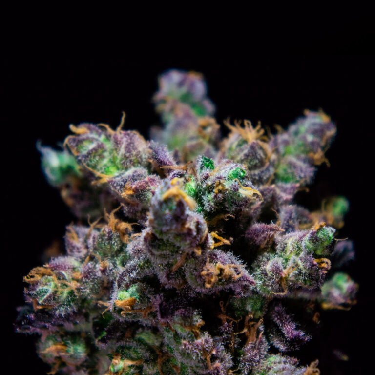 a cannabis plant by z-kiem seeds by R-kiem company
