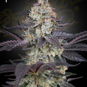 a cannabis plant grown from Ztrawberry seeds by Green house