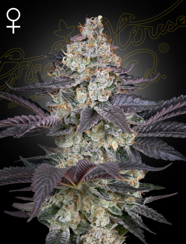 a cannabis plant grown from Ztrawberry seeds by Green house