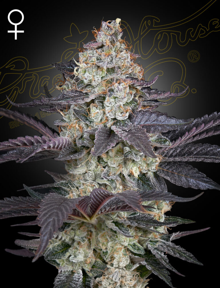 a cannabis plant grown from Ztrawberry seeds by Green house