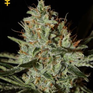 a cannabis plant grown from alaskan ice by GH