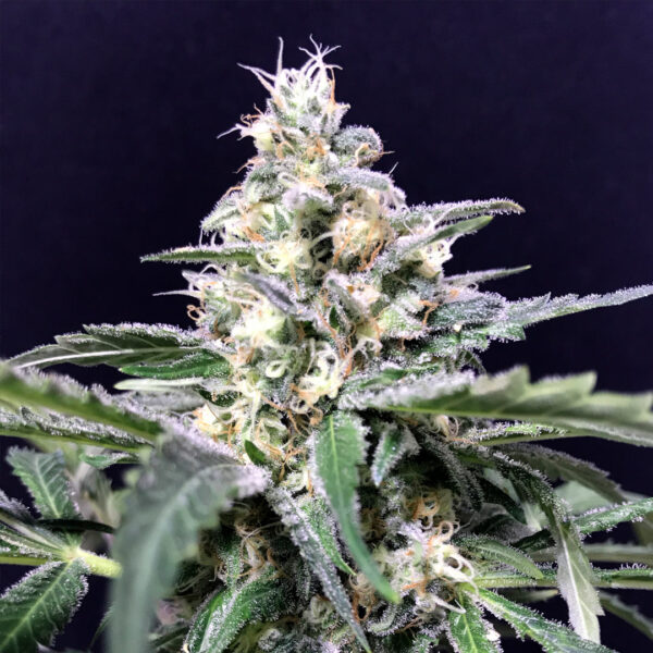 A cannabis plant grown from amazon auto seeds by r-kiem