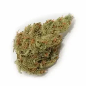 a cannabis plant grown by chemical candy auto seeds by green house