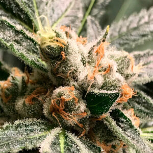 a cannabis plant from dark kush auto seeds by r-kiem company