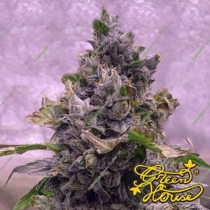 a cannabis plant grown by highcloudz auto seeds by GH