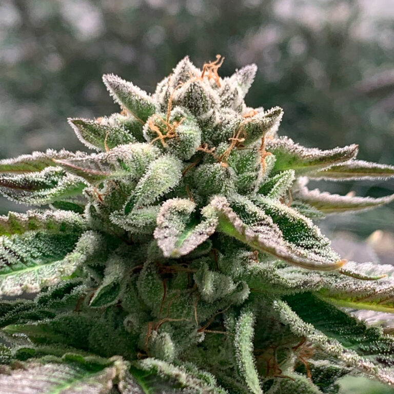 a cannabis plant from klementine-auto by R-kiem