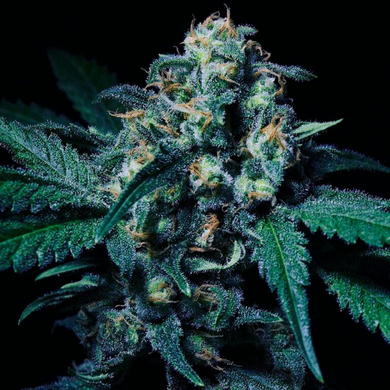a cannabis plant from Black 44 seeds by rkiem