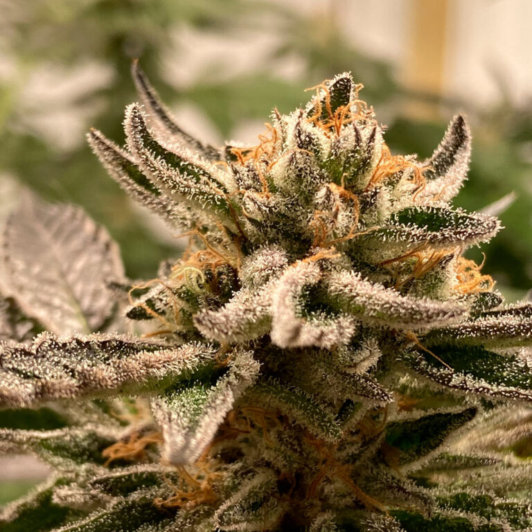 a cannabis plant from sublimator-auto seeds by-R-kiem