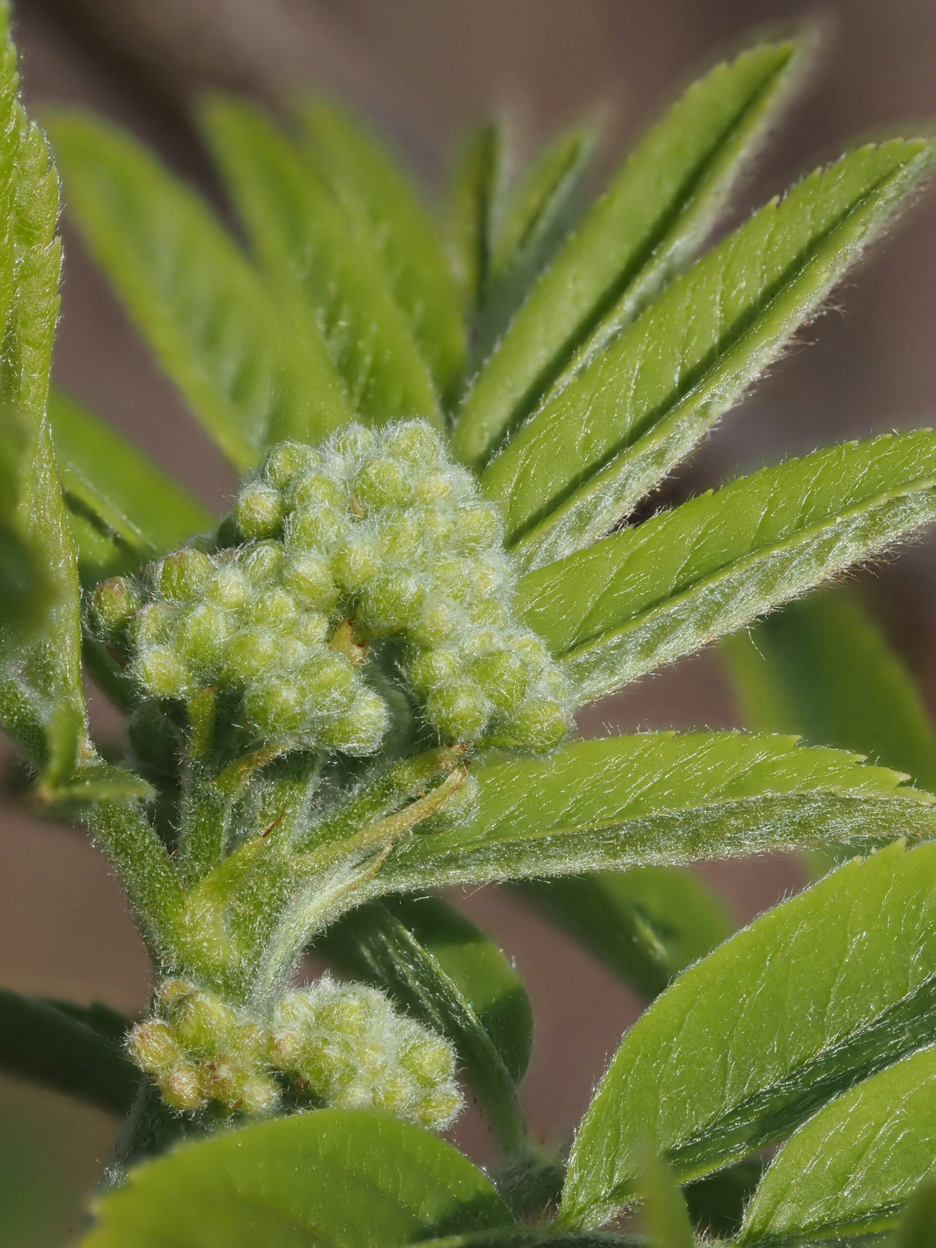 a green Triploid Feminized Cannabis Seeds