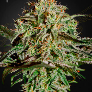 a cannabis plant grown from A.M.S. seeds by green house