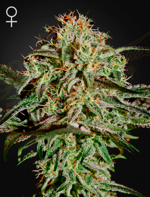 a cannabis plant grown from A.M.S. seeds by green house