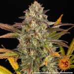 AMNESIA HAZE AUTO - Image 2