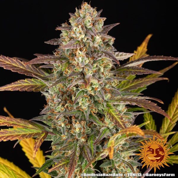 AMNESIA HAZE AUTO - Image 2