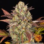 A cannabis plant grown from Amnesia Haze Auto seeds by Barney's Farm, showcasing dense, trichome-rich buds with vibrant green hues and a compact structure.