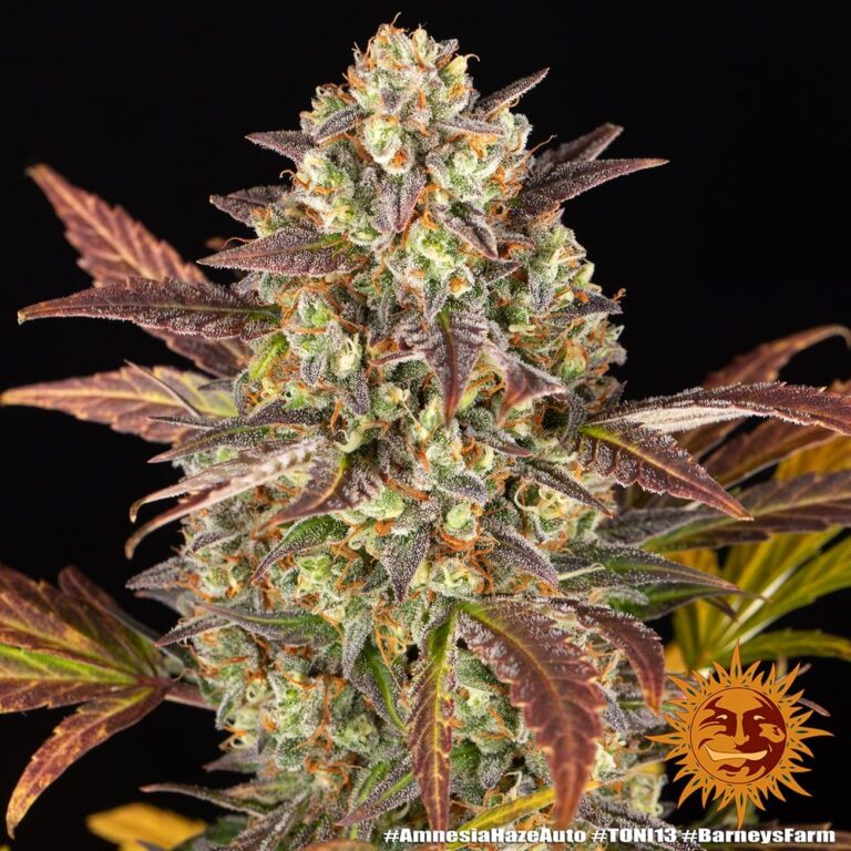 A cannabis plant grown from Amnesia Haze Auto seeds by Barney's Farm, showcasing dense, trichome-rich buds with vibrant green hues and a compact structure.