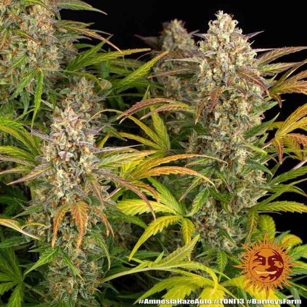 AMNESIA HAZE AUTO - Image 3
