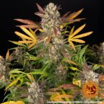 AMNESIA HAZE AUTO - Image 4