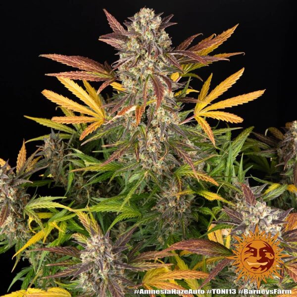 AMNESIA HAZE AUTO - Image 4