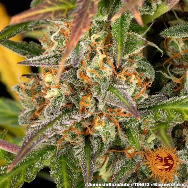 AMNESIA HAZE AUTO - Image 5