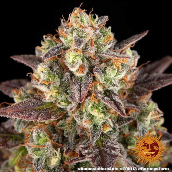 AMNESIA HAZE AUTO - Image 6