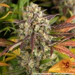 AMNESIA HAZE AUTO - Image 7