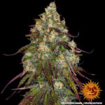 A lush, majestic, and beautiful cannabis plant full of buds, grown from Amnesia Lemon seeds cultivated by Barney's Farm Company.