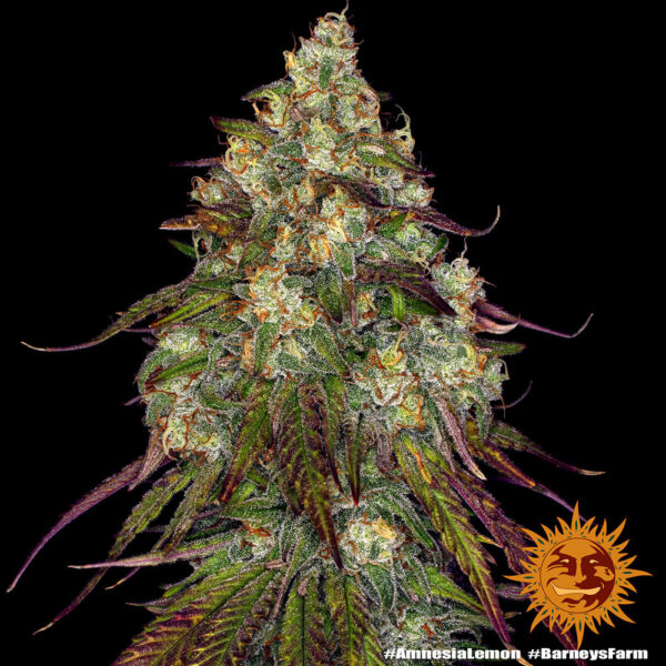 A lush, majestic, and beautiful cannabis plant full of buds, grown from Amnesia Lemon seeds cultivated by Barney's Farm Company.