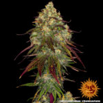 Amnesia Lemon - Image 2