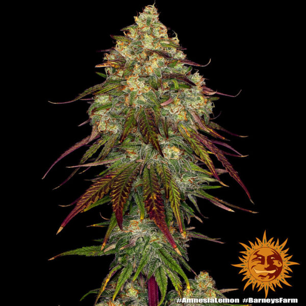 Amnesia Lemon - Image 2