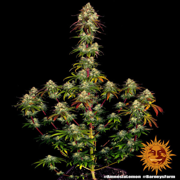 Amnesia Lemon - Image 3