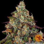 Amnesia Lemon - Image 4